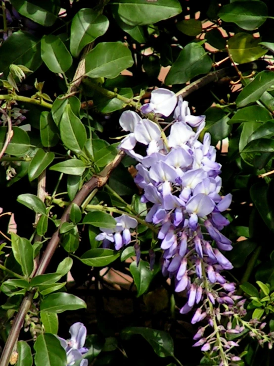 a bunch of purple flowers that are on a tree