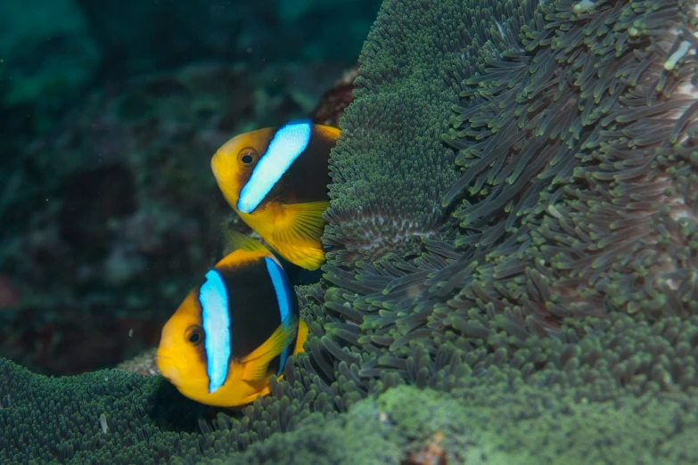 two bright blue and yellow fish on an algae - covered reef