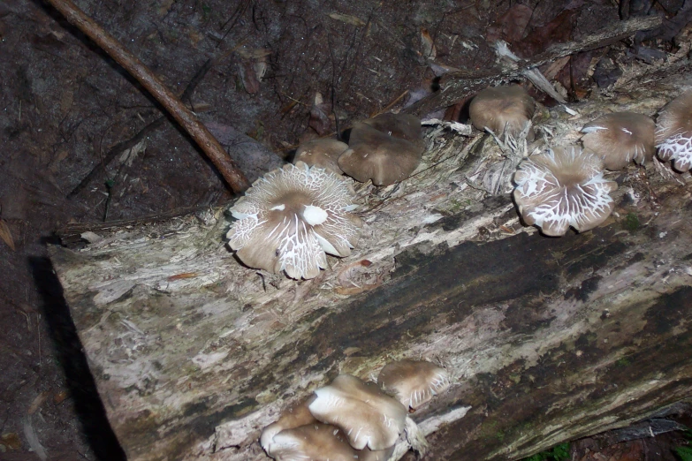 a group of mushrooms is in a tree