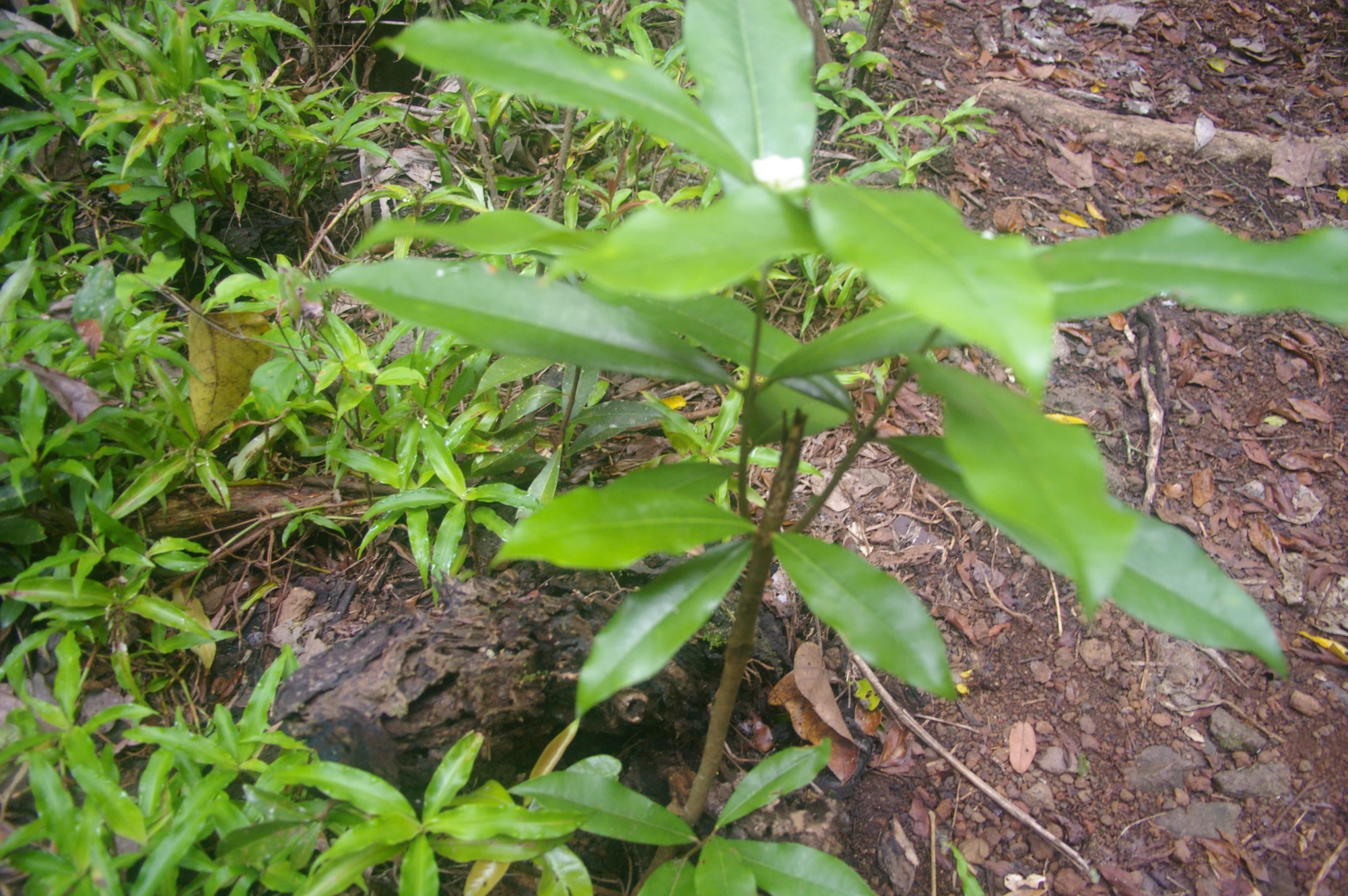 an odd plant with very little leaves growing out of it