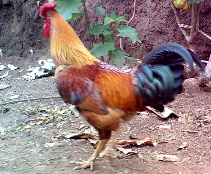 rooster walking around outside near the mud