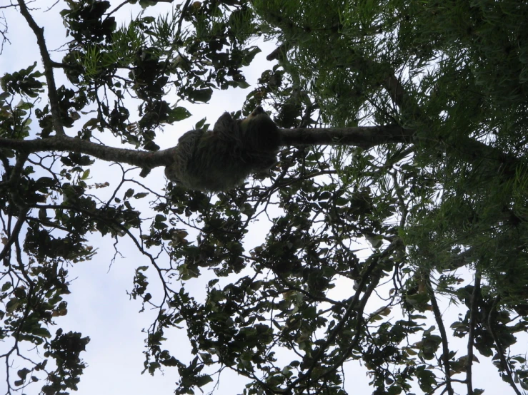 a cat sleeping on top of a tree nch