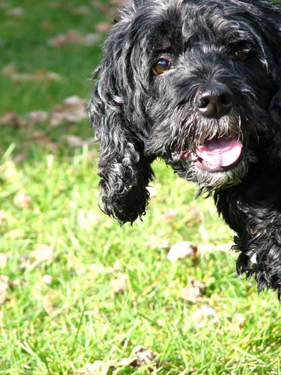 black dog standing on top of a green grass covered field