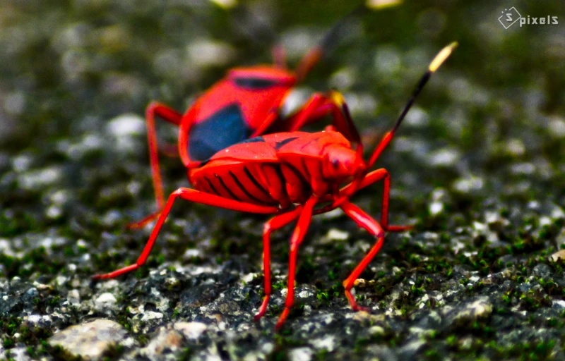 a red and black bug with two yellow bugs on its head