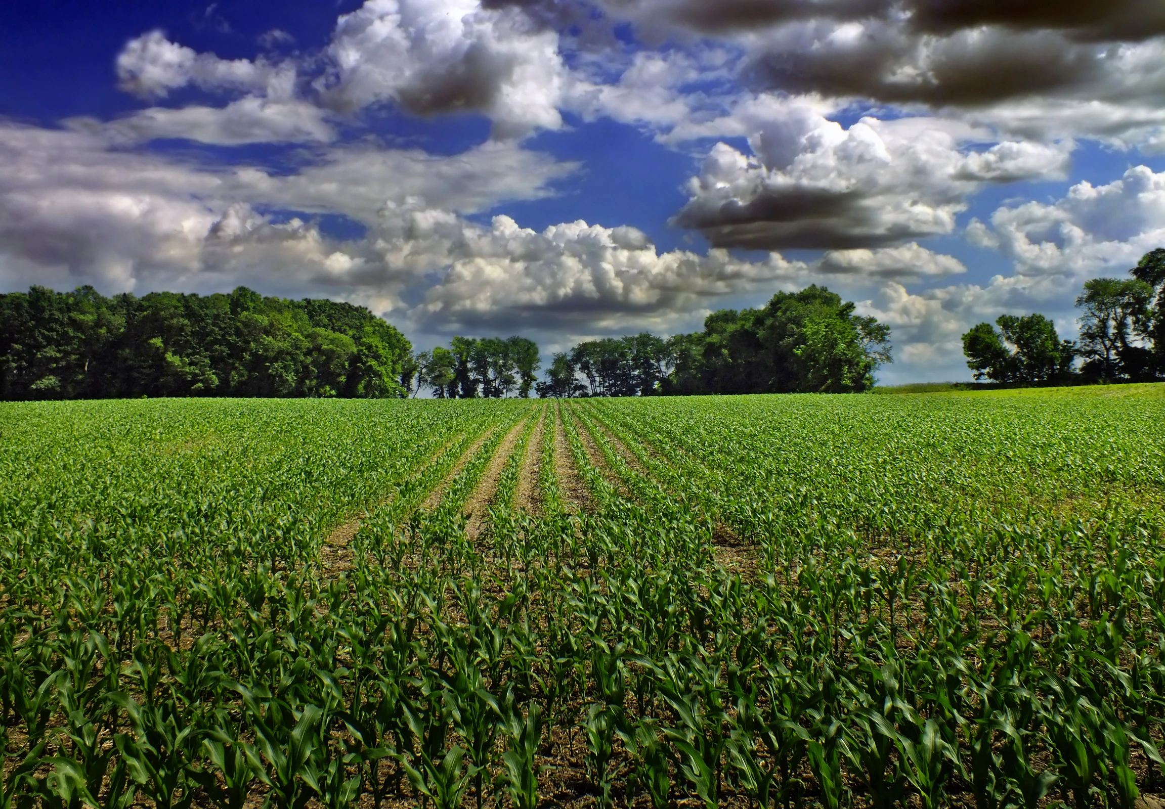 a green field with trees and clouds in the distance