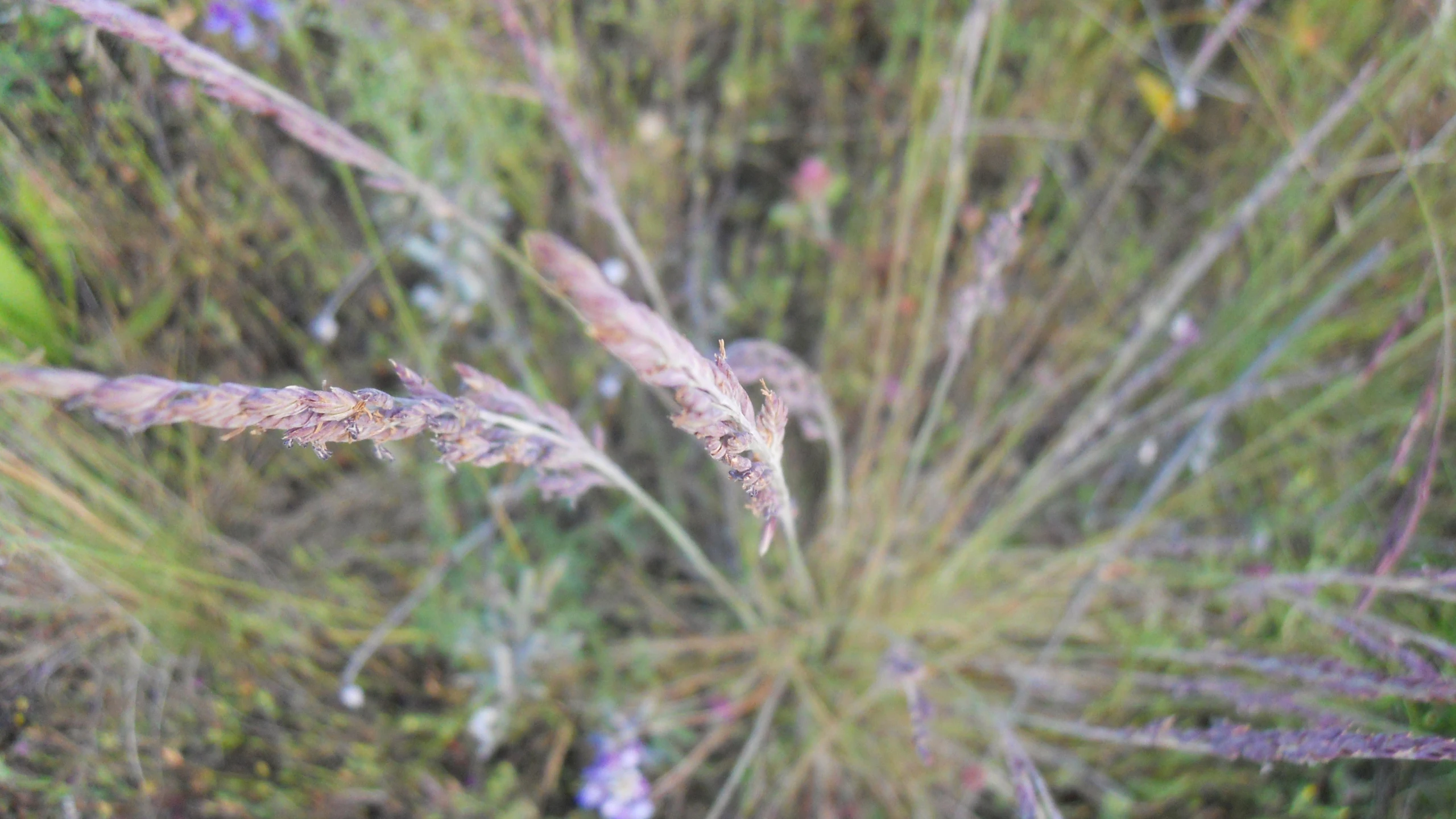 the back side of a grassy area covered in lots of leaves