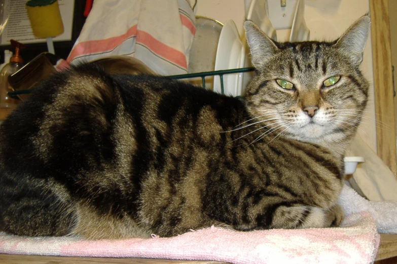 a cat that is laying down on a towel