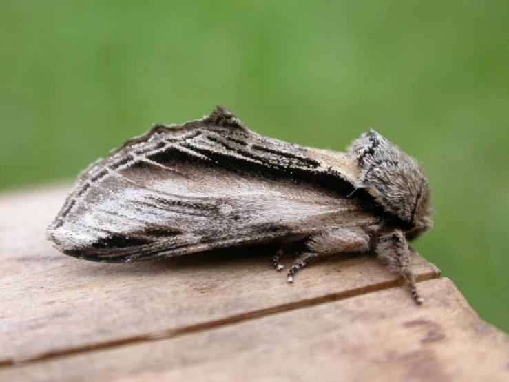 a large insect standing on top of a wooden table