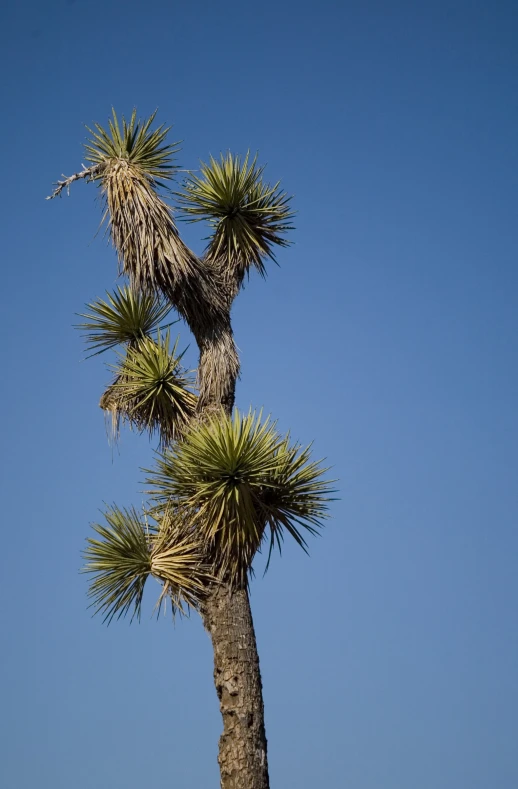 the palm tree is surrounded by two birds