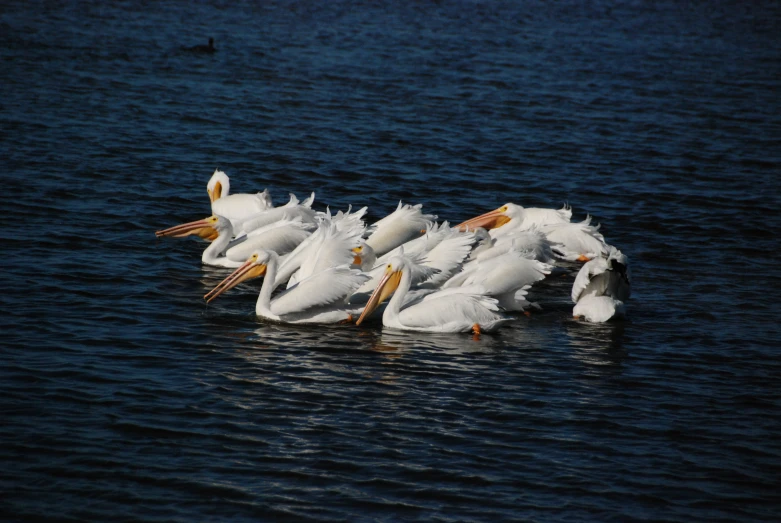 a group of pelicans on the water together