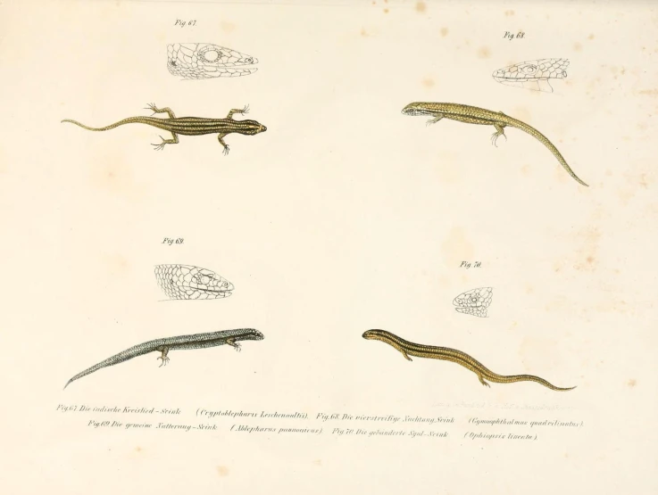 a group of lizards on top of a book