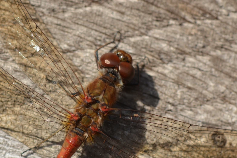 a dragonfly sits on the side of a rock