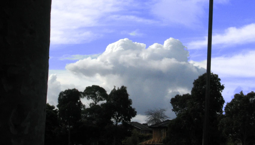 a couple of tall trees sit under a cloudy sky