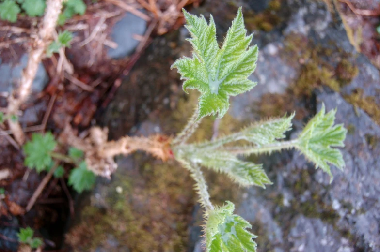 a young, green plant is growing in between rocks