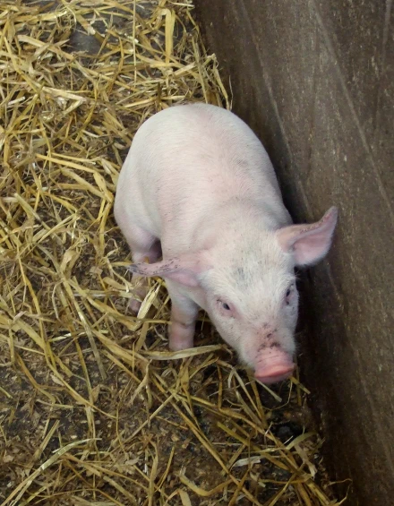 a pig on straw is standing up inside a barn
