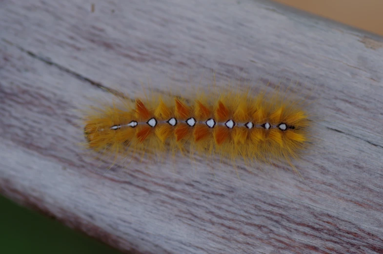 a yellow caterpillar crawling on a wooden bench