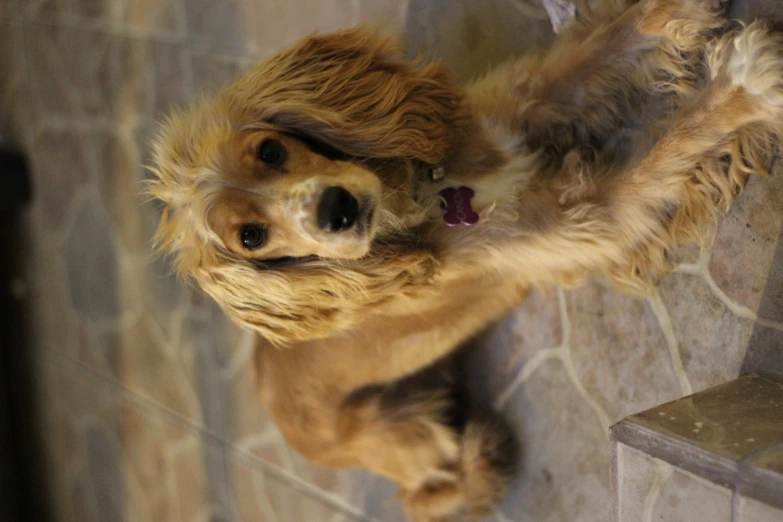 a dog laying on top of a tile floor