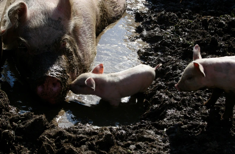 baby pigs play in the mud together