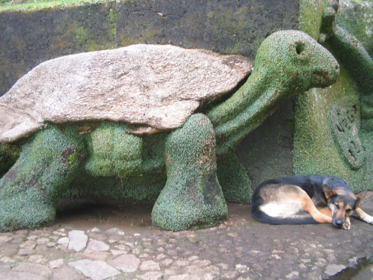 a dog is laying down next to an artificial turtle