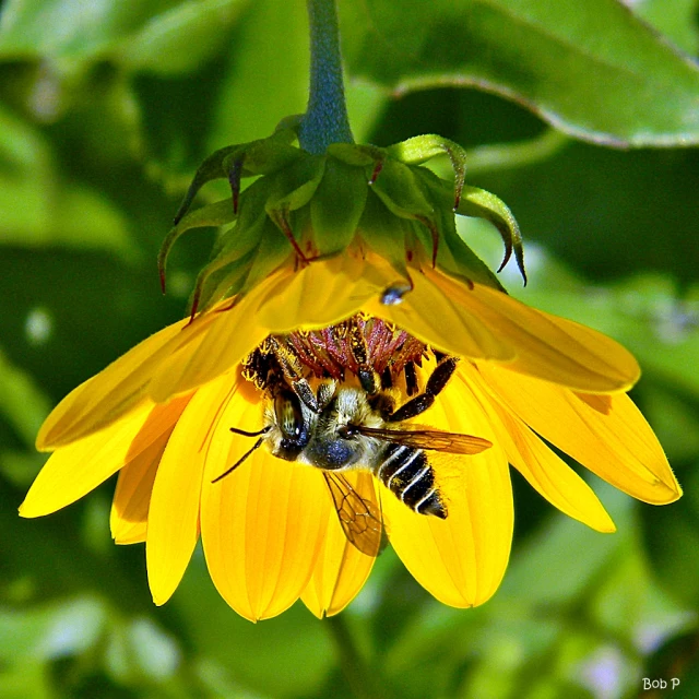 a bum is on a flower and another bees are in the background