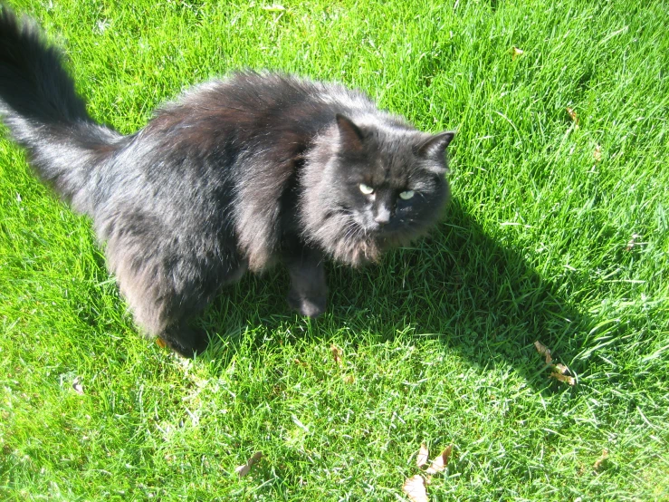 a cat walks through a grassy yard