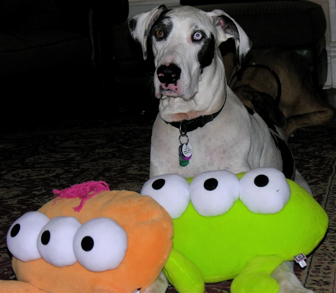 the dog is on the floor next to the stuffed animal