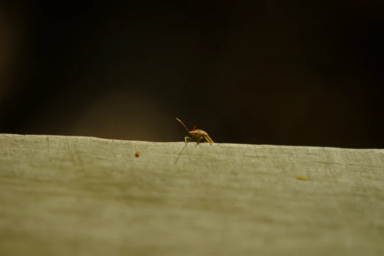 there is a small insect on a piece of wood