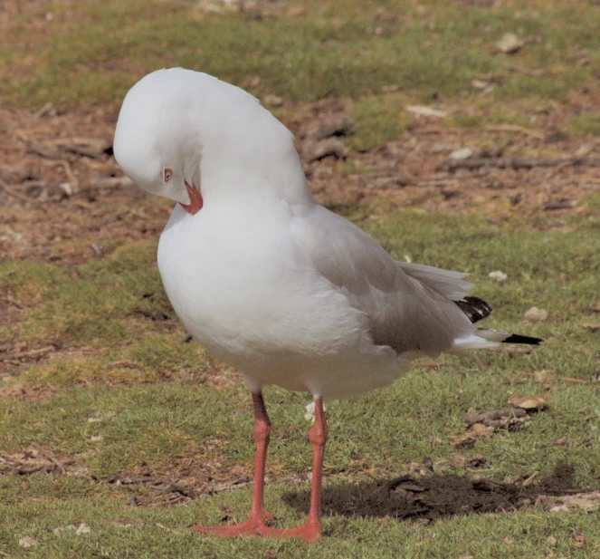 a large white seagull is standing in the grass
