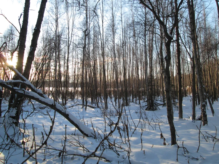 the sun shines through trees and nches in a forest