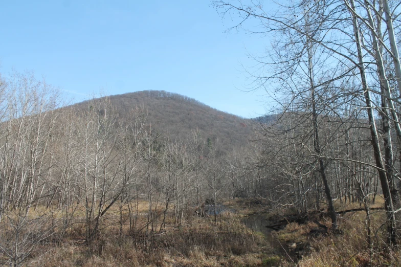 a mountain side covered in dead tree nches