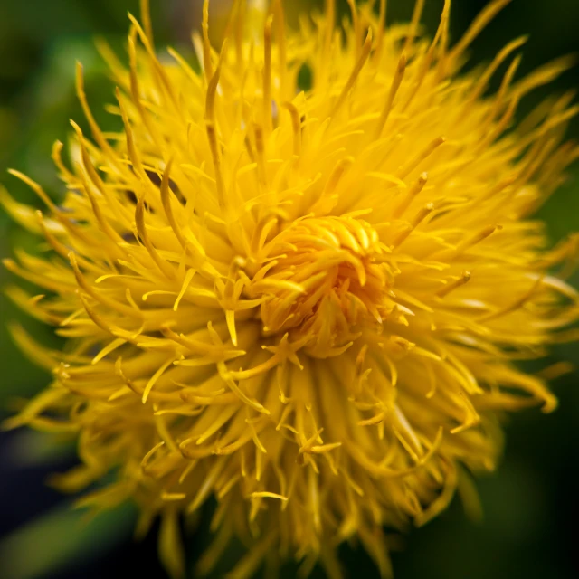 the bright yellow blossom is blooming very quickly