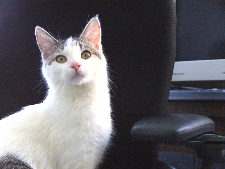 a gray and white cat is sitting on an office chair