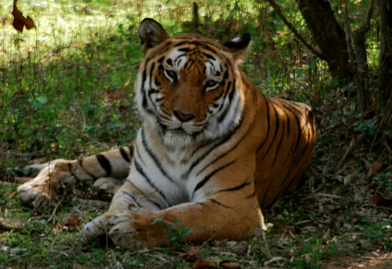 a tiger is laying on the ground in front of some trees