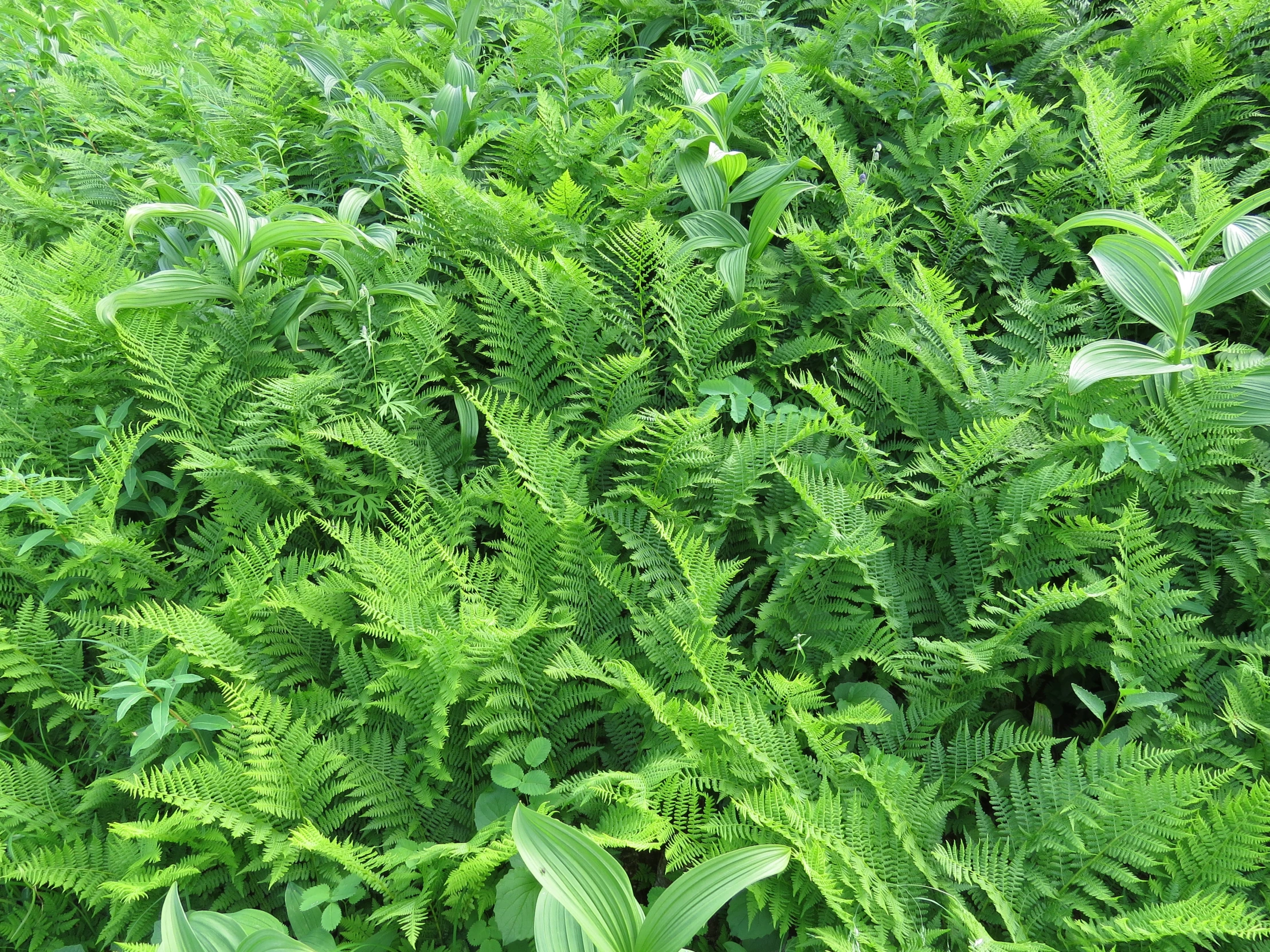 close up of ferns and other foliage in a wooded area