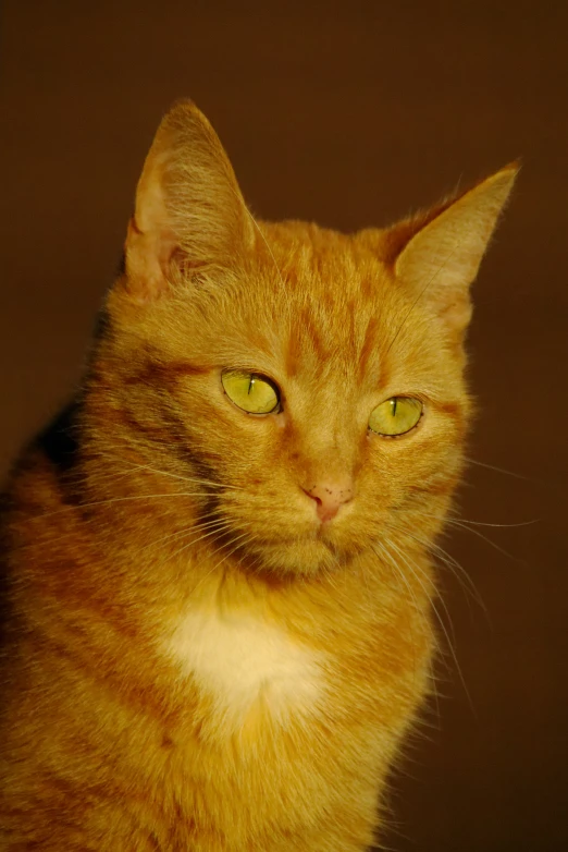 closeup view of an orange cat's face with yellow eyes