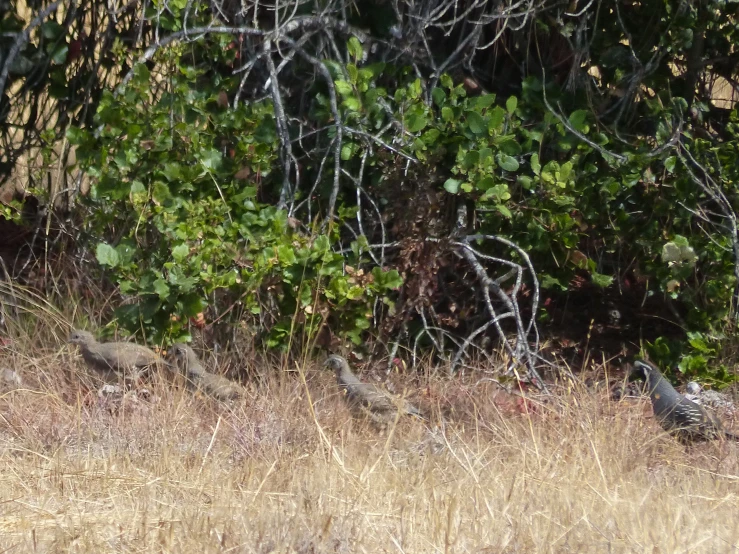 two birds in a grassy field next to some trees