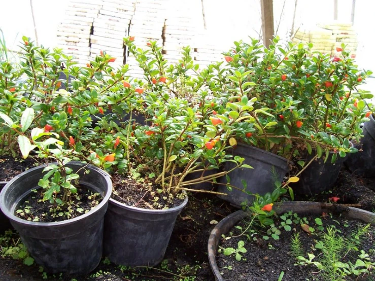 several pots with plants growing out of them