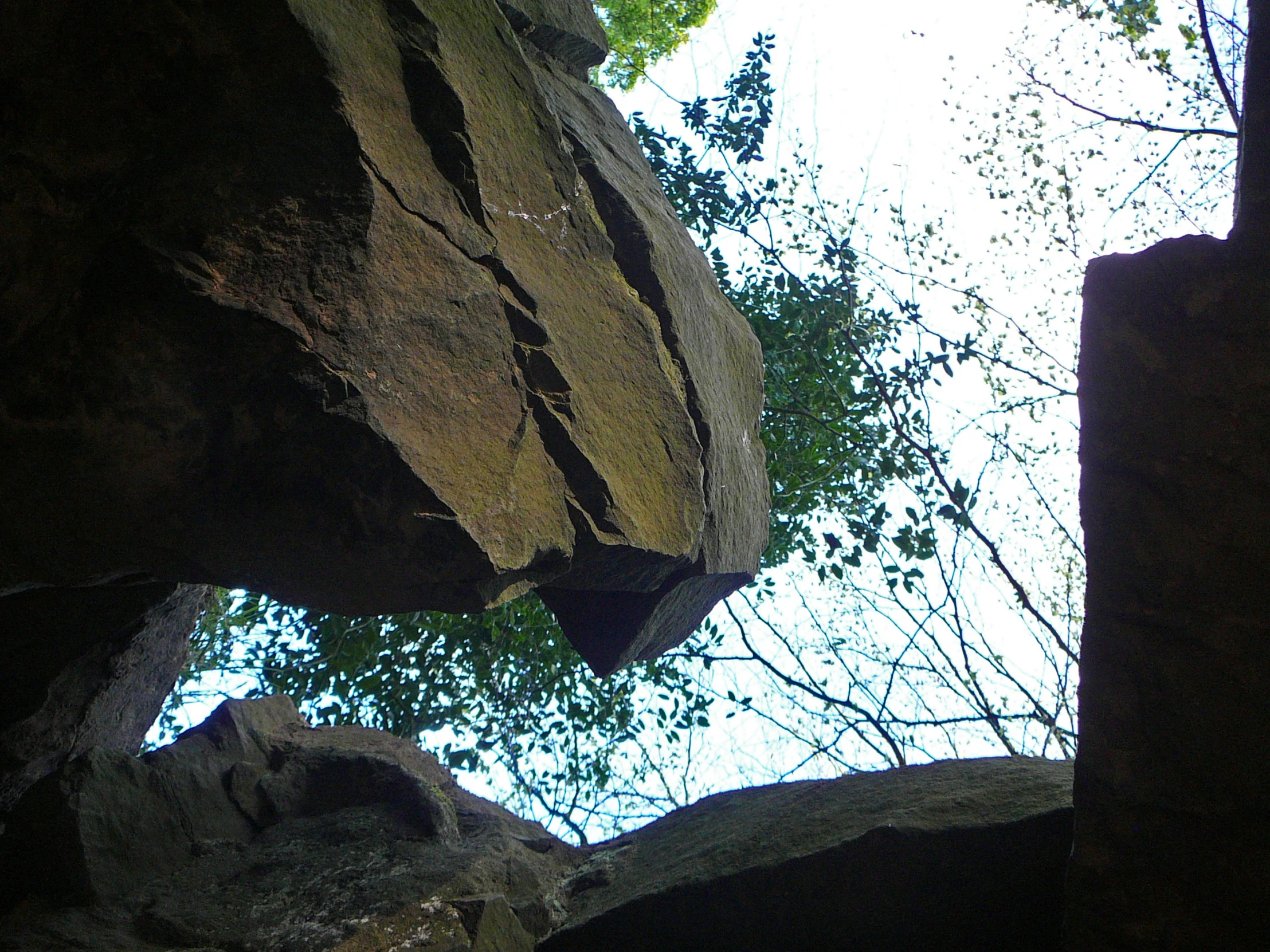 a tree in the middle of a rock climb