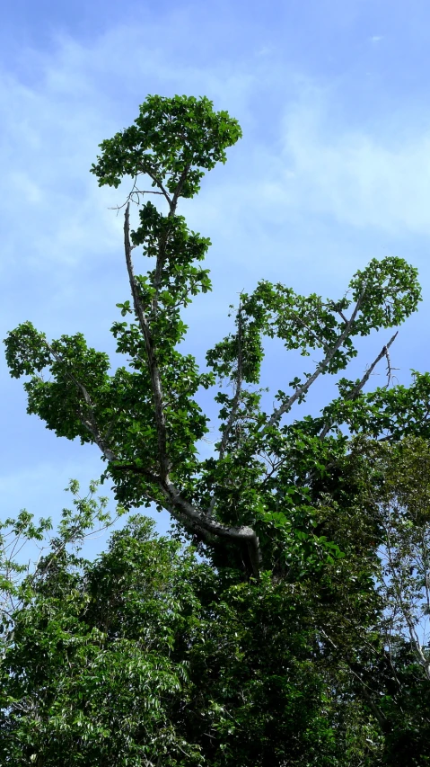 an ostrich is perched high up on the tree top