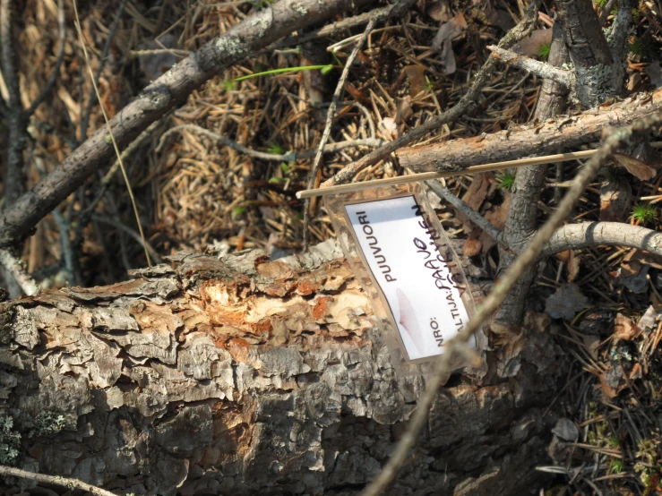 a sign on the bark of a tree, that reads hwood
