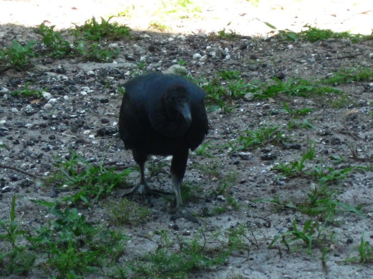 a bird is standing in the dirt and grass
