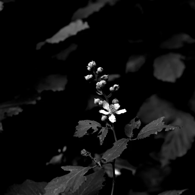 small flower with large leaves sitting in the sun