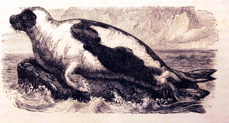 an engraving of a sea lion attacking another