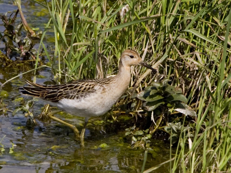 a bird walking through the water near grass and weeds