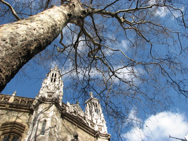 looking up at tree nches and an old church in the background