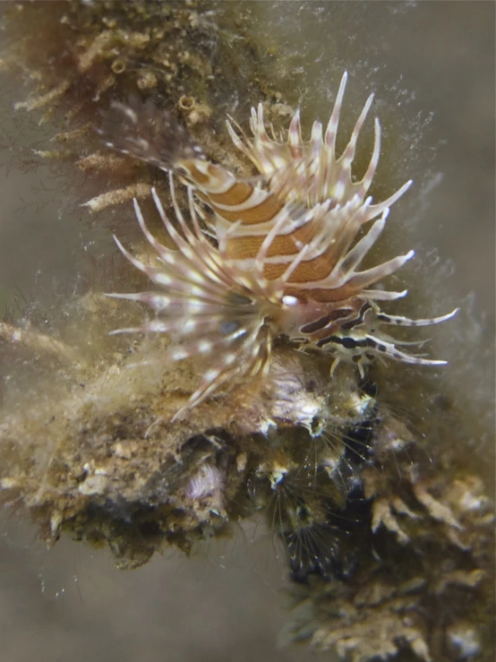 sea anemonia growing from the wet sand