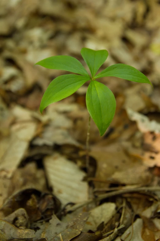 a single small green plant sprouts from a ground cover of fallen leaves
