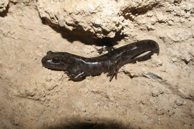 this is a small brown and black lizard on some rocks