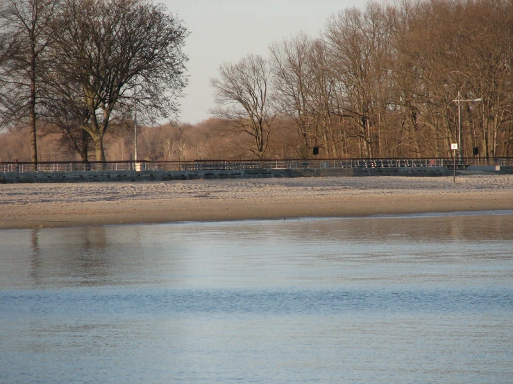 a beach with a bunch of trees and water