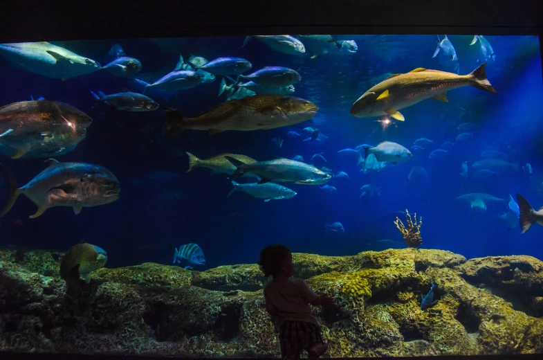 an aquarium with fish and two s inside of it